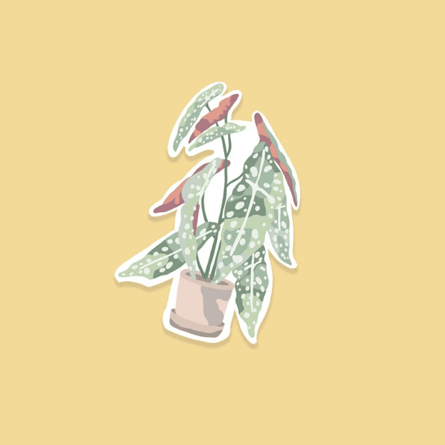 Stickers : La plante 🪴